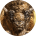 Big Bad Bison